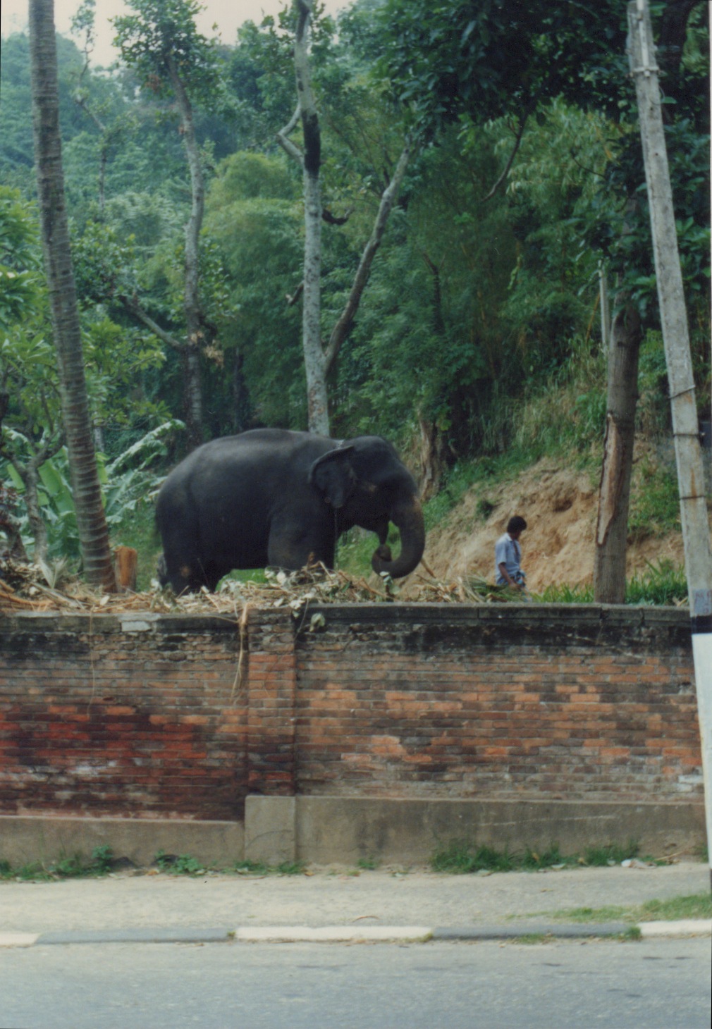 Elephants in the streets and by the sides of the roads.